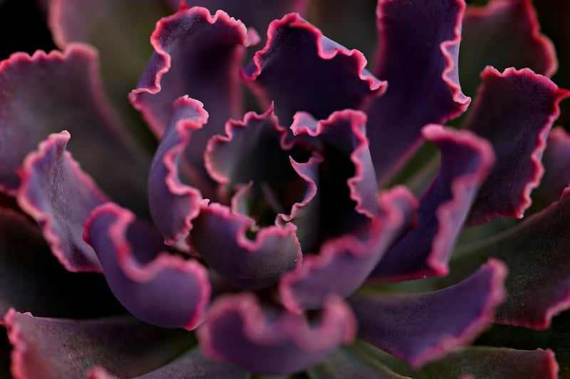 Succulent Frame Art